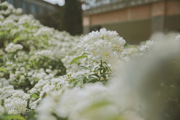 四川大学(望江校区)第 33 张图片