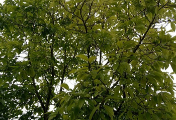 白裤瑶原始村落第 4 张图片