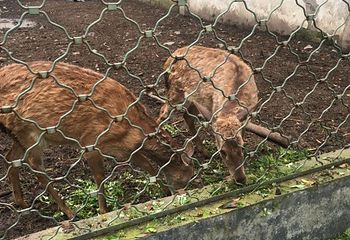 下渚湖熊猫园第 31 张图片