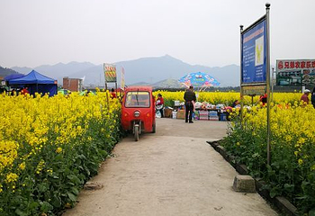南川北固油菜花基地第 7 张图片