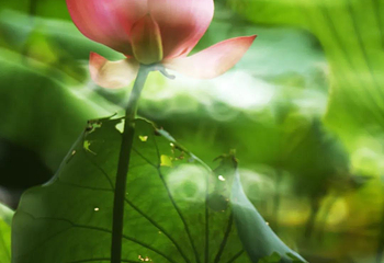 云溪生态公园第 2 张图片