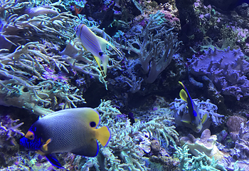 新加坡海洋生物园第 7 张图片