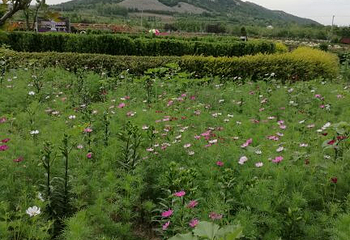 青岛香博园第 16 张图片