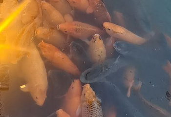 西塘一日游第 22 张图片