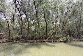 大湾区中央湿地公园第 54 张图片