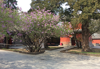 大觉寺第 40 张图片