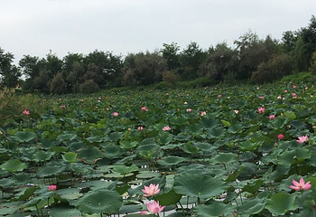 银川鸣翠湖国家湿地公园第 33 张图片