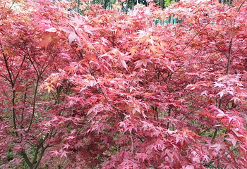 南湖多彩植物园第 49 张图片