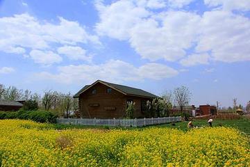 春田公社油菜花节第 5 张图片