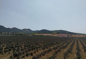 青岛西海岸生态观光园第 19 张图片