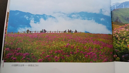 天上花海景区第 9 张图片
