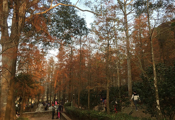 后里马场第 8 张图片