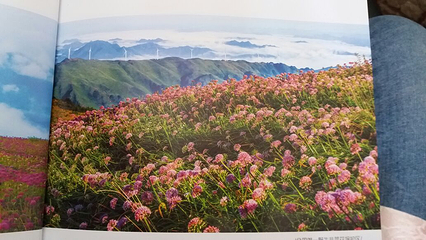 天上花海景区第 10 张图片