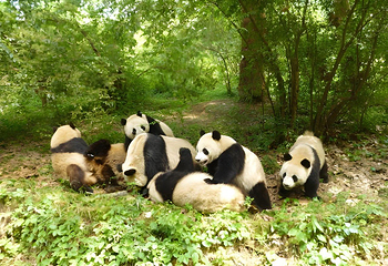 成都大熊猫繁育研究基地第 20 张图片