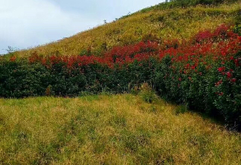 洋沙山第 5 张图片