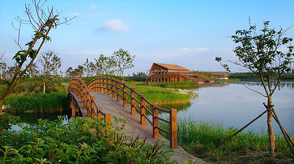 东滩湿地公园第 75 张图片