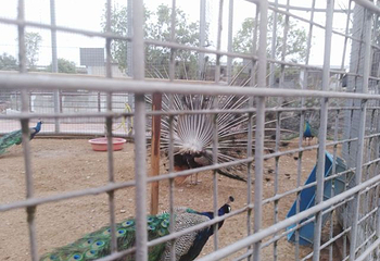 柏乐园第 56 张图片