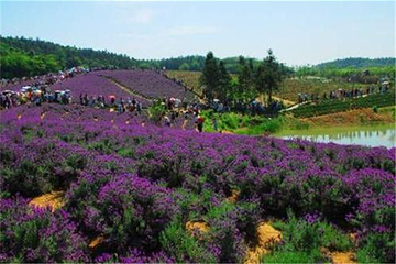 香草湾薰衣草主题乐园第 5 张图片