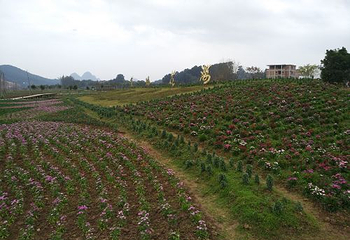 贺州黄姚仙女湖花海第 61 张图片