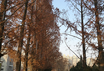 东郊公园第 16 张图片