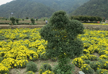 千菊百卉园（菊花文化节）第 18 张图片
