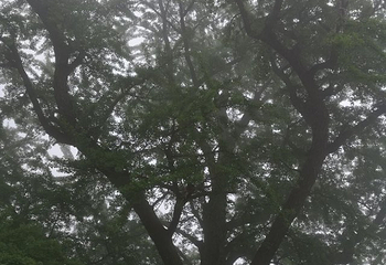 槎山风景区第 39 张图片