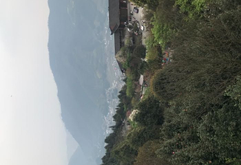龙茶花海第 21 张图片