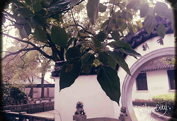 珠溪园第 4 张图片
