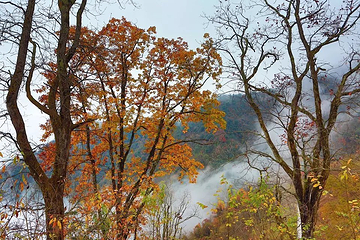 观雾山第 7 张图片