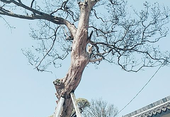 紫薇都市田园第 71 张图片