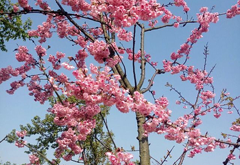 绵阳盛世樱花悠乐谷第 24 张图片