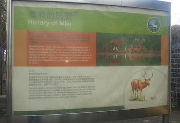 石首糜鹿自然保护区第 2 张图片