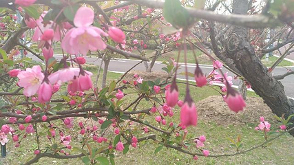 梅花湾第 30 张图片