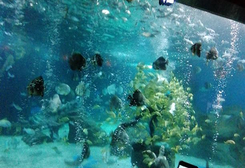 海豚乐园第 39 张图片