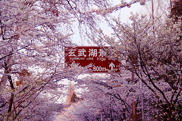鸡鸣寺第 64 张图片
