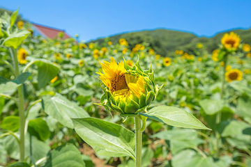 龙寺生态园第 28 张图片
