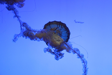 上海海洋水族馆第 209 张图片