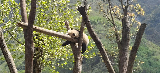 卧龙中华大熊猫苑神树坪基地第 32 张图片