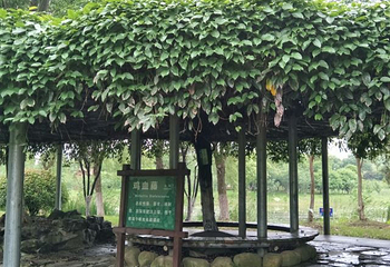 苏州中国花卉植物园第 64 张图片