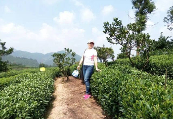 大木山茶园景区第 19 张图片