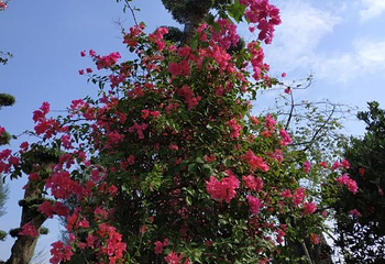 陈村花卉世界第 42 张图片