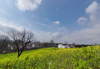 汉中油菜花海第 7 张图片