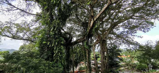 海南百花岭热带雨林文化旅游区第 49 张图片