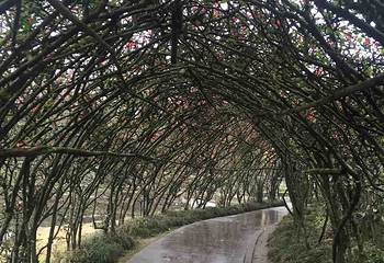 彭州园第 10 张图片