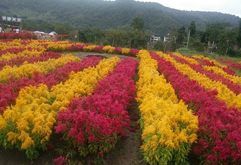 香溪花谷景区第 4 张图片