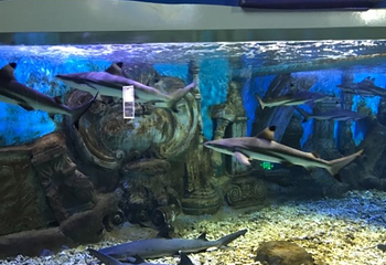 广汉海昌海洋探索馆第 24 张图片