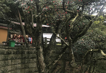 慧济禅寺第 21 张图片