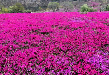 昆嵛山石门里景区第 8 张图片