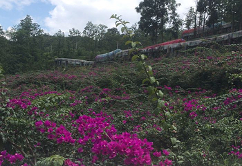 贵州九仙旅游景区第 123 张图片