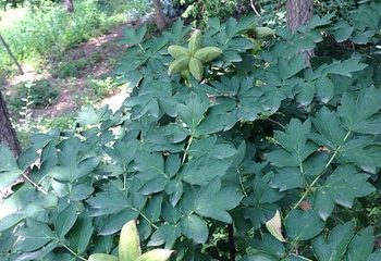 熊岳植物园第 7 张图片